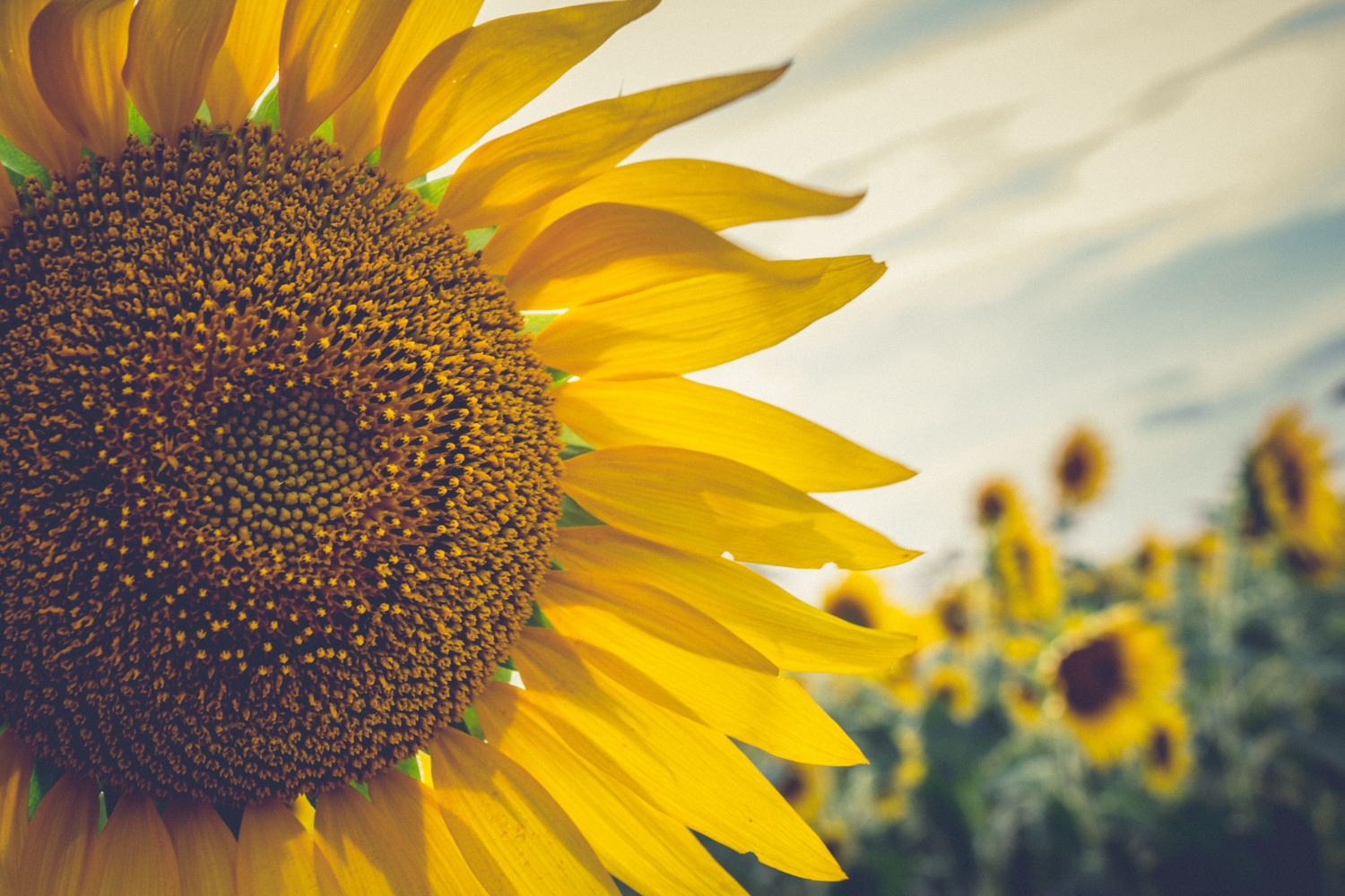 Esposizione alla luce solare: tutti i benefici sulla nostra salute Esposizione alla luce solare: tutti i benefici sulla nostra salute