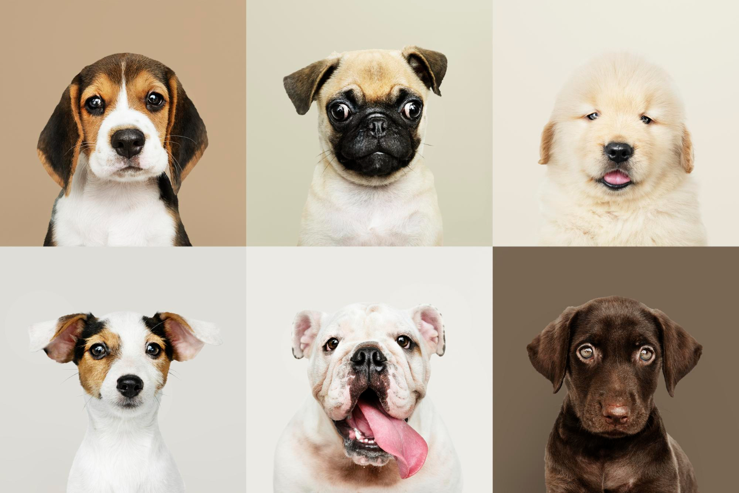 Animali domestici…altro che vita da cani! Animali domestici…altro che vita da cani!