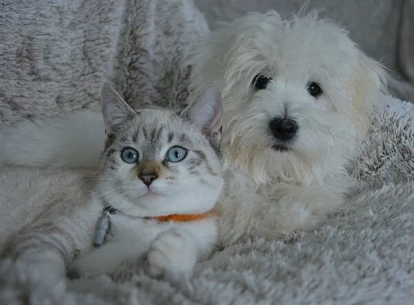 Problemi della vista degli animali domestici Problemi della vista degli animali domestici
